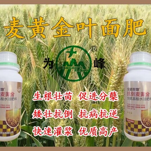 飞防用麦黄金小麦叶面肥用法用量,小麦抗倒增产麦黄金