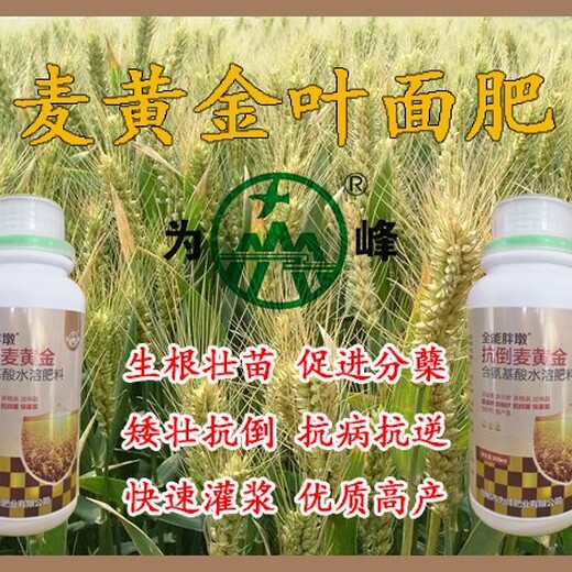 飛防用胖墩麥黃金小麥葉面肥總代理,小麥葉面肥麥黃金