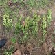 平頂山豆瓣黃楊基地產(chǎn)品圖