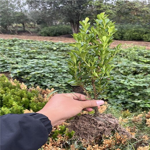 商丘豆瓣黄杨种植基地