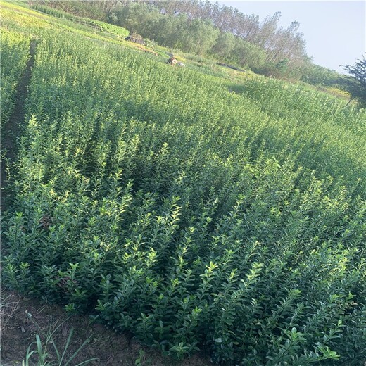 三门峡大叶黄杨杯苗绿化苗木,40公分高大叶黄杨