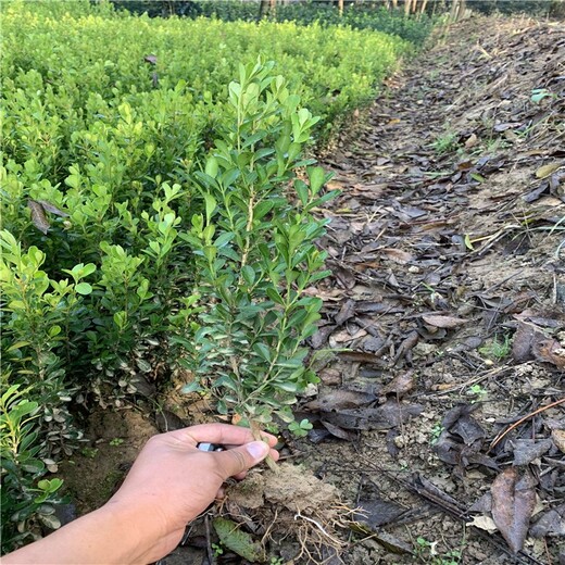 南陽豆瓣黃楊種植基地