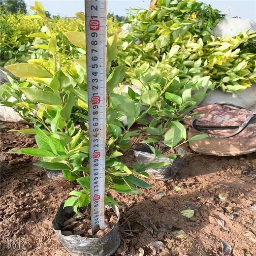 許昌金森女貞種植基地
