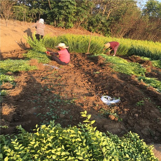 郑州金叶女贞地苗种植基地,60公分高金叶女贞