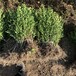 信陽豆瓣黃楊地苗庭院綠化
