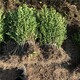 平頂山豆瓣黃楊種植基地產(chǎn)品圖