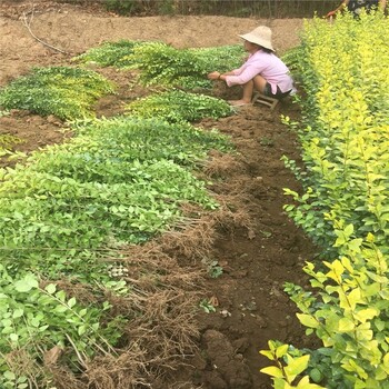 焦作金叶女贞地苗庭院绿化,50公分高金叶女贞