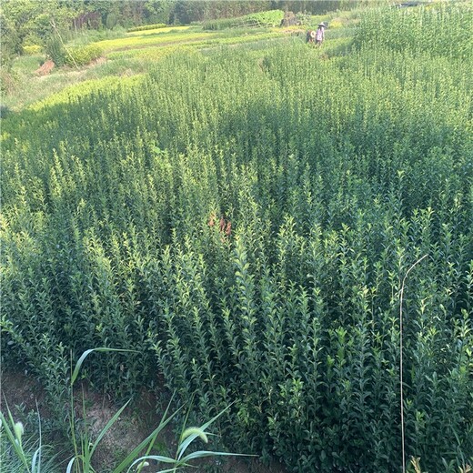 周口大叶黄杨杯苗种植基地,40公分高大叶黄杨
