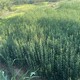 大葉黃楊圖