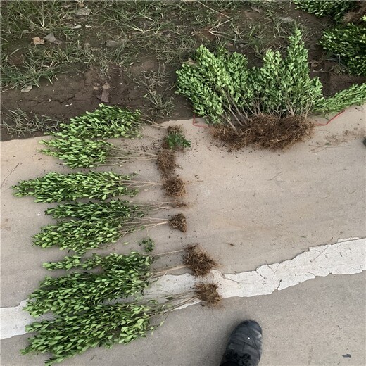 河南新鄉豆瓣黃楊綠化苗木
