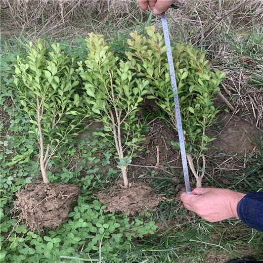 河南鄭州豆瓣黃楊價格