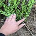 焦作豆瓣黃楊地苗庭院綠化