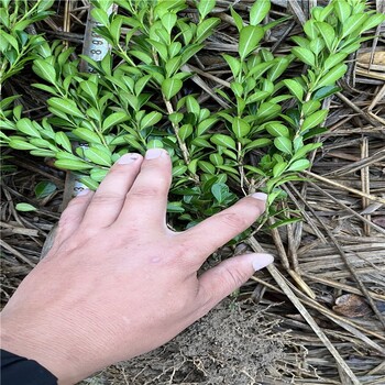 河南小叶黄杨丰满的枝叶和多样的色彩枝繁叶茂