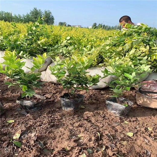 郑州金森女贞苗木基地