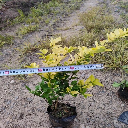 河南漯河金森女贞种植基地