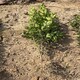 平頂山小葉黃楊圖