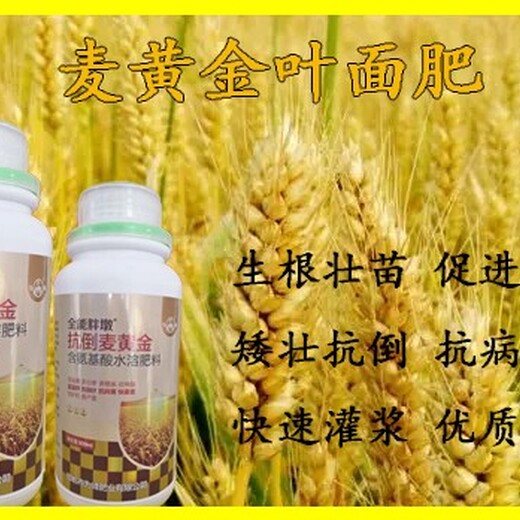 为峰肥业胖墩麦黄金小麦叶面肥功效,麦黄金小麦叶面肥