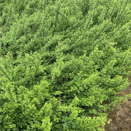 潢川迎春易于形成竹林景观耐寒性强