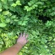 金葉女貞地苗苗圃圖