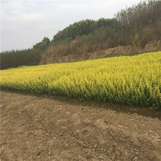 安陽金葉女貞小杯苗園林綠化,60公分高金葉女貞
