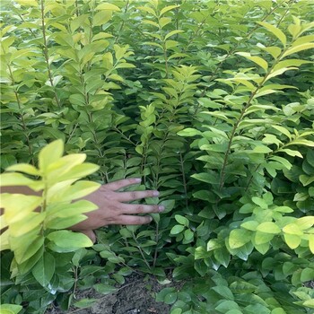 洛陽金葉女貞小杯苗苗圃場,60公分高金葉女貞