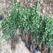 鄭州大葉黃楊杯苗基地,50公分高大葉黃楊