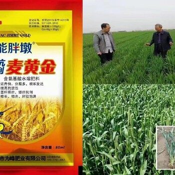 飛防用胖墩麥黃金小麥葉面肥能增產么,為峰肥業麥黃金