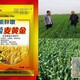 瓶裝麥黃金小麥葉面肥圖