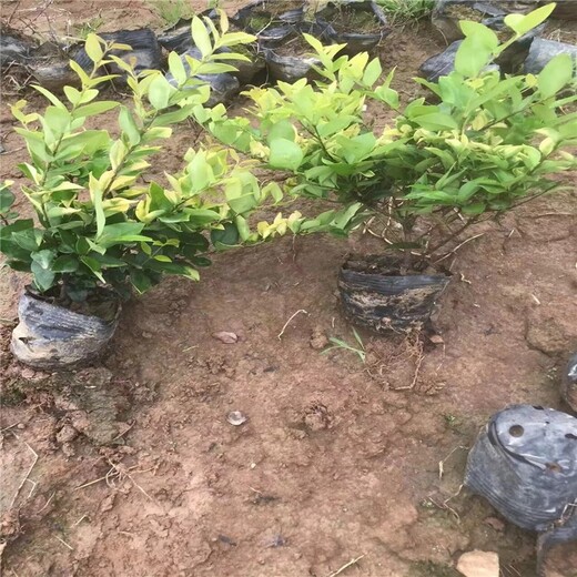 漯河金森女贞种植基地