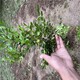 河南濟(jì)源豆瓣黃楊苗木基地圖