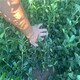 漯河大葉黃楊圖
