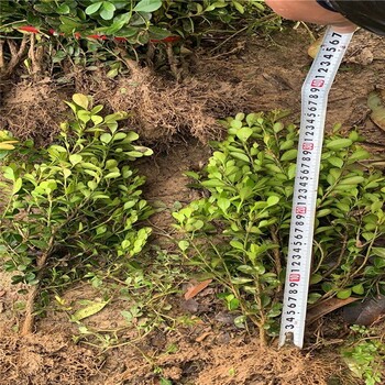 河南潢川小葉黃楊豐滿的枝葉和多樣的色彩枝繁葉茂