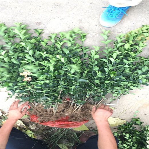 洛陽大葉黃楊杯苗圖片