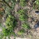 河南洛陽豆瓣黃楊苗圃圖