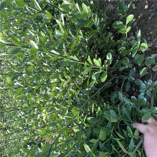 商丘大葉黃楊地苗規格