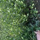 漯河大叶黄杨地苗种植基地,40公分高大叶黄杨产品图