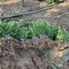 許昌豆瓣黃楊色塊苗基地