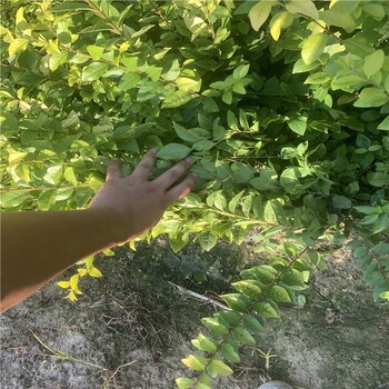 許昌金葉女貞小杯苗色塊苗基地,30公分高金葉女貞