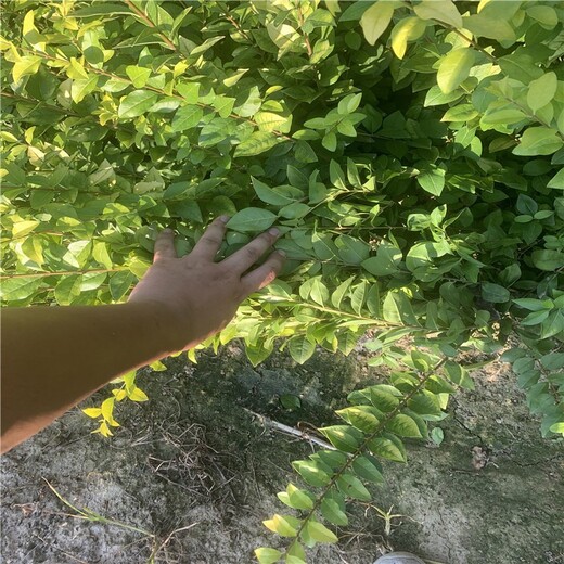 漯河金葉女貞小杯苗基地