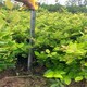 許昌金森女貞小杯綠化苗木產(chǎn)品圖