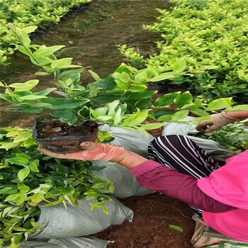 河南金森女贞植于园路两旁适应性强