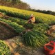 金葉女貞圖