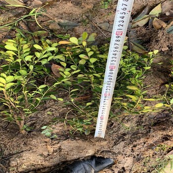 河南潢川小葉黃楊園林的整體美觀度和功能性葉色亮綠