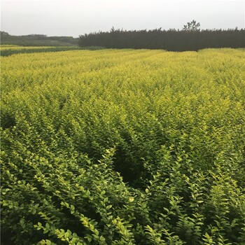 洛陽金葉女貞小杯苗苗圃場,60公分高金葉女貞