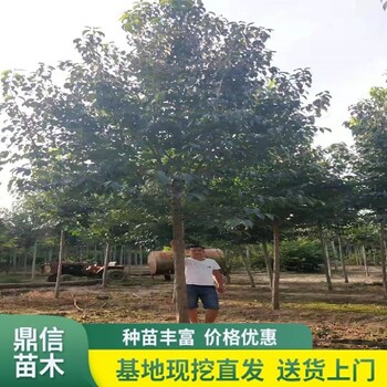 中山杜仲電話,別墅小區(qū)綠化栽植樹