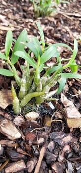 馬鞍山石斛苗能用淡鹽水澆嗎