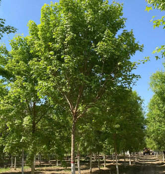 兰州五角枫种植,高度8米