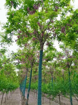 南昌香花槐種植技術(shù),河道公路綠化專用