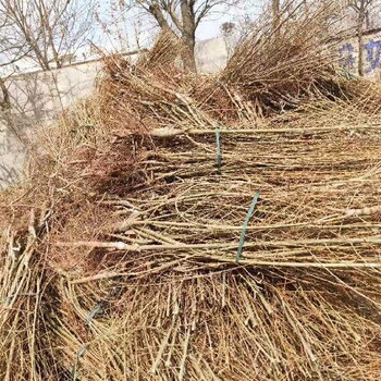徐州金葉榆樹苗批發(fā),金葉榆造型樹