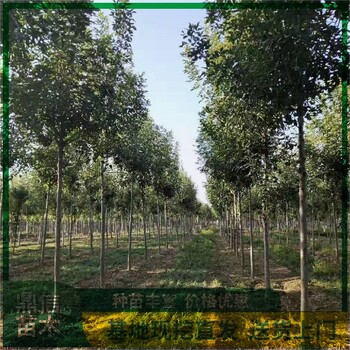 南通白蠟樹苗種植技術(shù),叢生白蠟綠化苗木園林工程苗